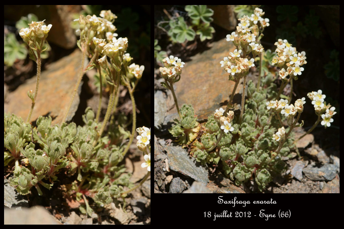 Saxifraga exarata